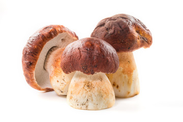Three porcini mushroom. Cep on white background