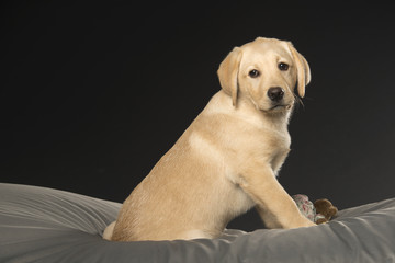 Beautiful Labrador retriever isolated on black background