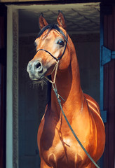 portrait of wonderful bay  arabian stallion