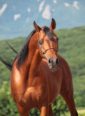 portrait of beautiful bay  arabian stallion