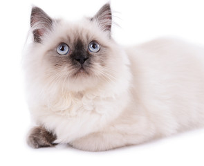 Fototapeta premium Beautiful cat isolated on white