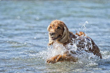 Puppy dog cocker spaniel