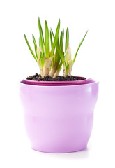 sprout of flower bulbs in pot, in early spring. isolated on whit