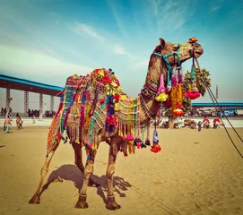 Foto op Plexiglas Kameel in Pushkar Mela, Rajasthan, India © Dmitry Rukhlenko