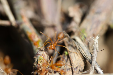 Red ant