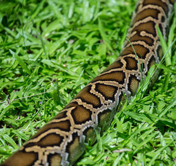 close up of a boa snake slithering  the grass 