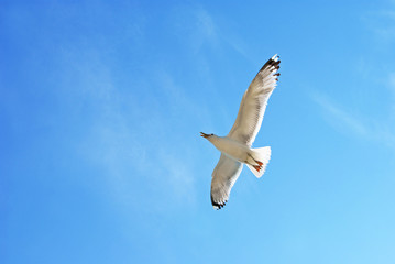 Flying gull