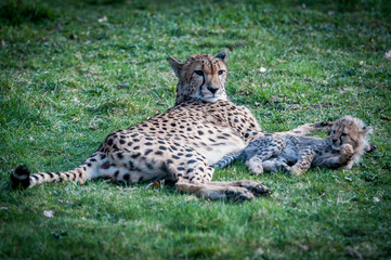 Maman guépard et son bébé
