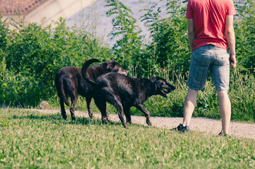 Dogs play outdoor