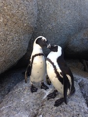 Fototapeta premium African penguin