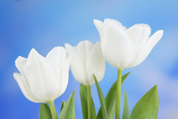Beautiful tulips on bright background
