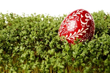 Easter egg on cuckooflower - obrazy, fototapety, plakaty