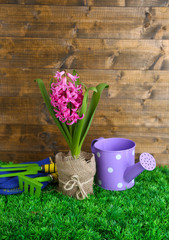 Composition with garden equipment and beautiful pink hyacinth