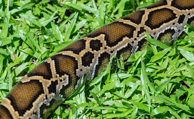 close up of a boa snake slithering  the grass 