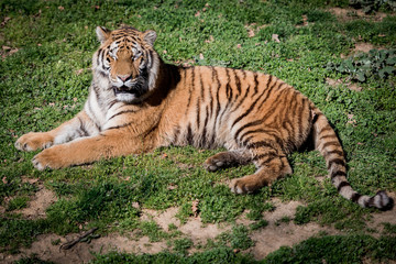Tigre allongé