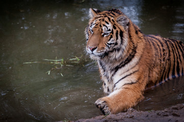 Tigre dans l'eau
