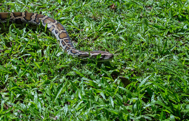 close up of a boa snake slithering  the grass 