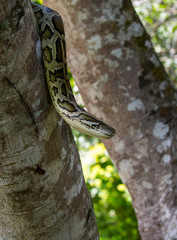Naklejka na ściany i meble close up of a boa snake slithering the tree 