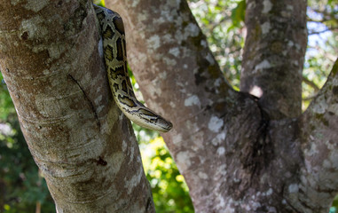 Fototapeta premium close up of a boa snake slithering the tree 