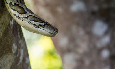 close up of a boa snake slithering  the tree 