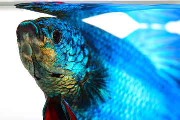 siamese fighting fish , betta isolated on white background