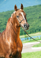 portrait of chestnut  arabian stallion