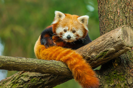 Fototapeta Red panda