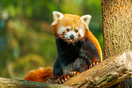 Fototapeta Red panda