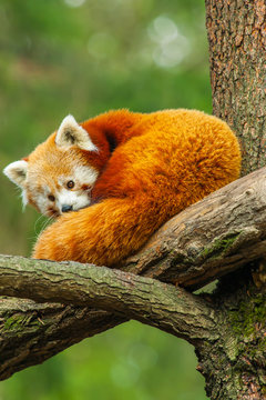 Fototapeta Red panda