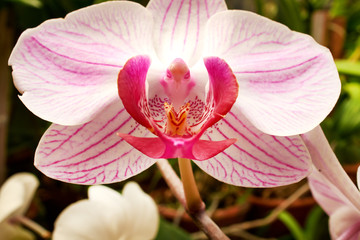 Beautiful  orchid - phalaenopsis