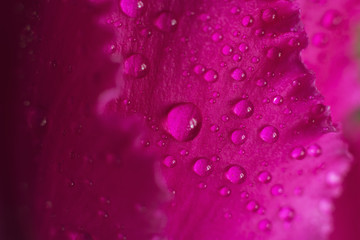 drop of dew on a flower