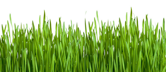 Green grass isolated on white