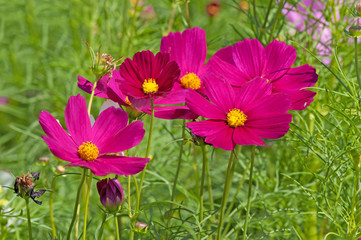 Fototapeta premium cosmos flowers