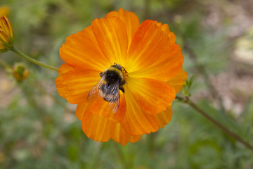 Abeille butine une fleur orange et jaune bee in flower