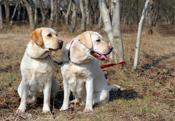 two yellow labradors