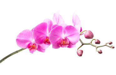 Pink orchid on a white background