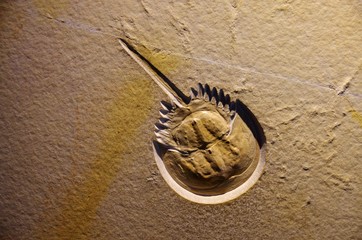 カブトガニの化石 © goro20
