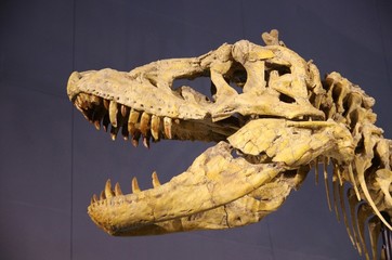 恐竜の頭部化石