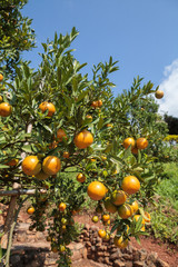 fresh orange on plant, orange tree
