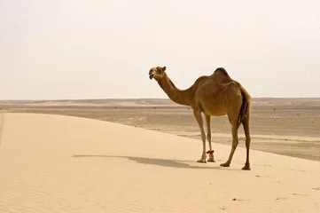 Foto op Plexiglas Kameel woestijn kameel