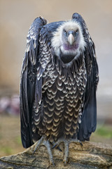 Isolated vulture, buzzard looking at you © Andrea Izzotti