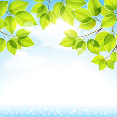 Natural background with leaves on a blue sky. Vector