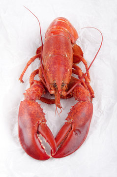 freshly boiled lobster on a white kitchen paper