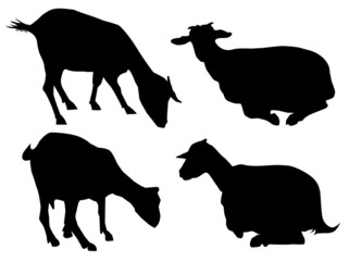 Goat silhouettes-vector