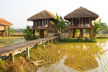 Fototapeta na wymiar Resort Vang Vieng, Laos, obszarów zielonych pól ryżowych