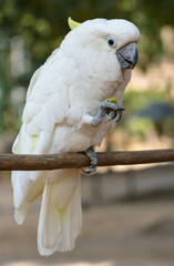 Cockatoo.The scientific name is Cacatua Vieillot.