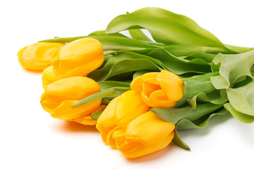 Yellow tulips