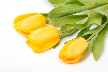 Obraz premium Yellow tulips