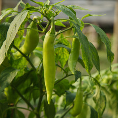green chili plant  in the kitchen garden