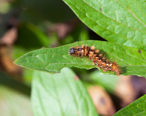 Shaggy caterpillar on a green leaf